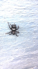 Sphodros niger
