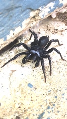 Sphodros niger