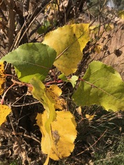 Populus deltoides