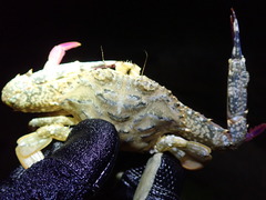 Achelous spinimanus