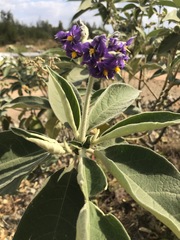 Solanum mauritianum