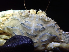 Achelous spinimanus
