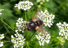 Eudoromyia