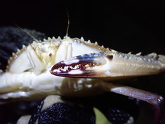 Achelous spinimanus