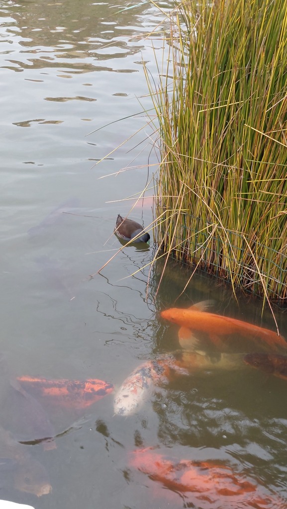 Spot-flanked Gallinule