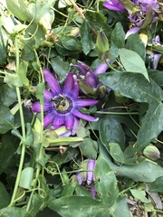 Passiflora amethystina × caerulea