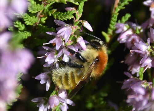 Moss Carder bee