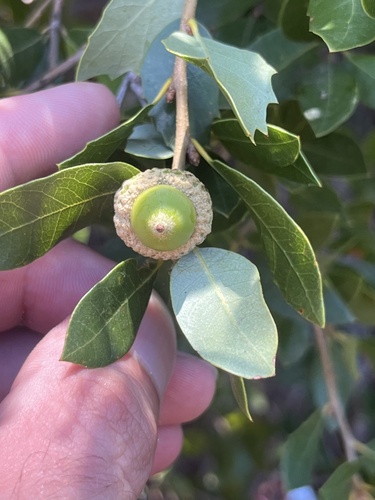 Quercus chrysolepis × vacciniifolia