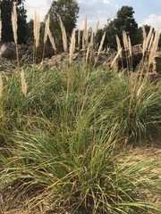 Cortaderia selloana