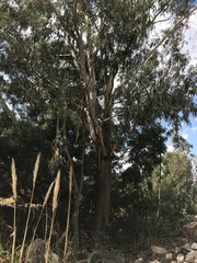 Eucalyptus viminalis