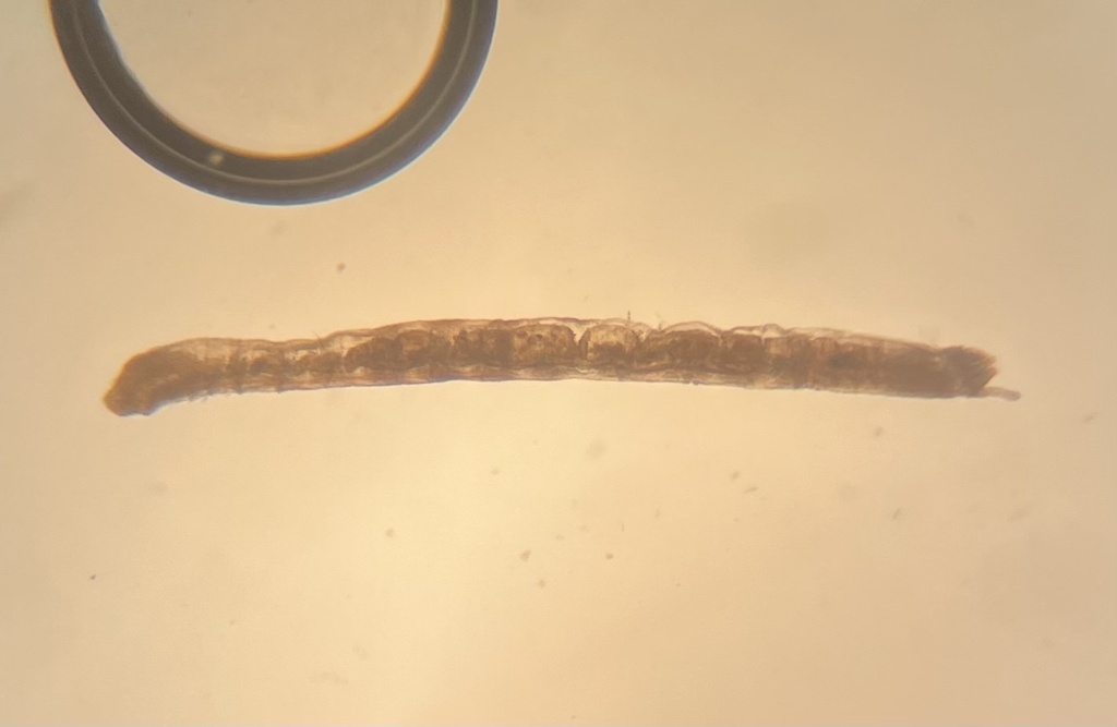 Dero digitata from Millenia, Orlando, FL, US on April 16, 2024 at 04:21 ...