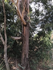 Eucalyptus viminalis