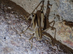 Ateloplus