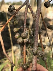 Eucalyptus viminalis
