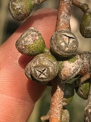 Eucalyptus viminalis