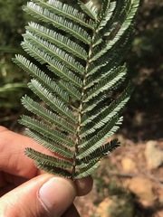 Acacia mearnsii