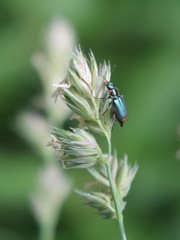 Malachius lusitanicus