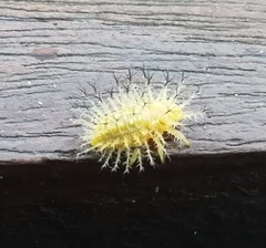 Epilachna varivestis