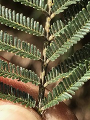Acacia mearnsii
