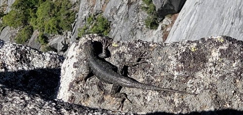 iNaturalist observation photo of Western Fence Lizard