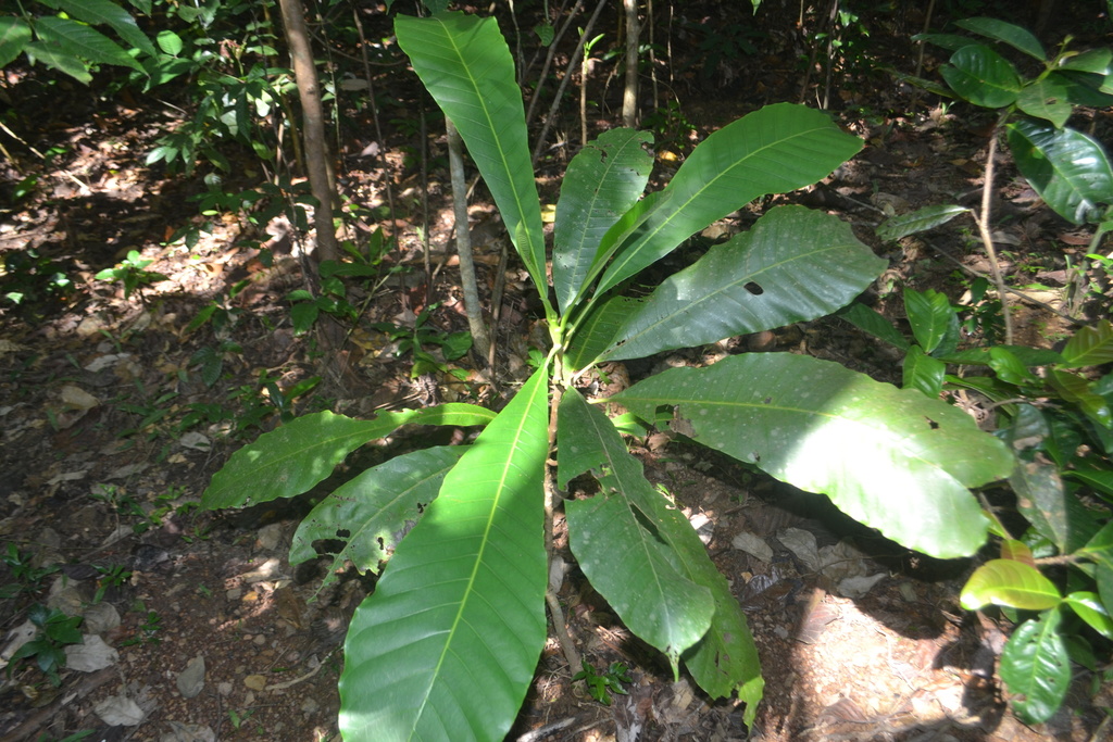 Semecarpus kathalekanensis