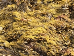 Stephanocystis