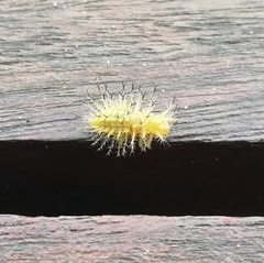 Epilachna varivestis