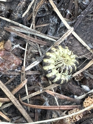 Stenodesmus tuobitus