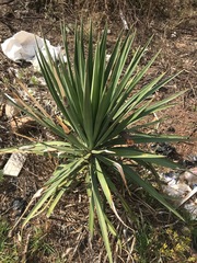 Yucca aloifolia