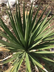 Yucca aloifolia