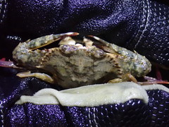 Achelous spinimanus