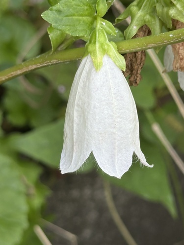Campanula microdonta iNat (1)