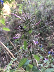 Dicliptera clinopodia