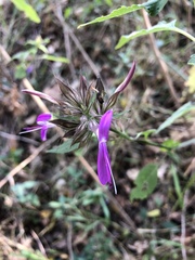 Dicliptera clinopodia