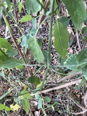 Dicliptera clinopodia