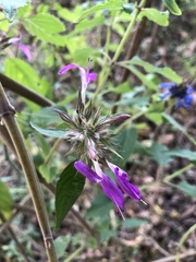 Dicliptera clinopodia