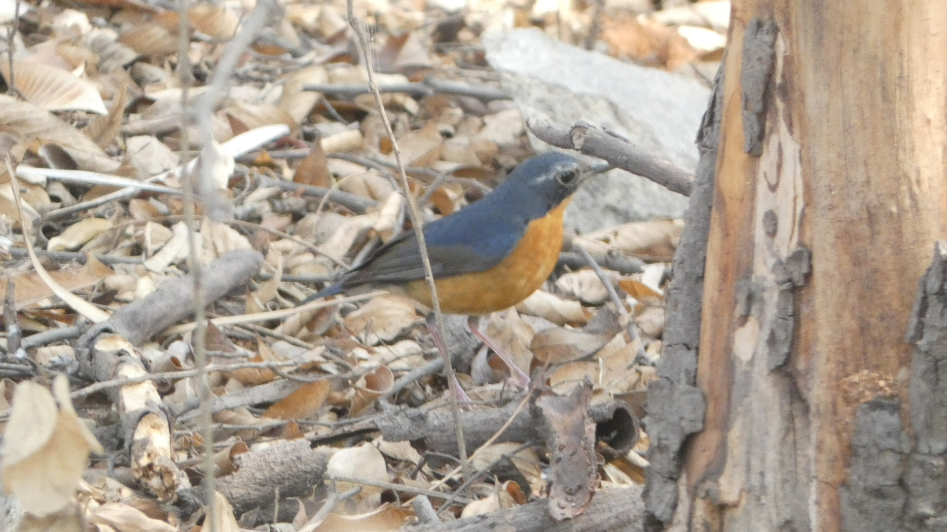 Indian Blue Robin