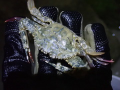 Achelous spinimanus
