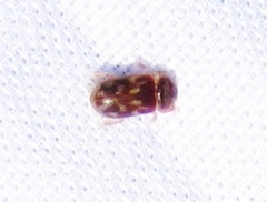 Heterocerus mollinus