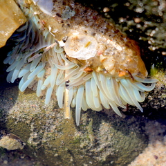 Anthopleura sola