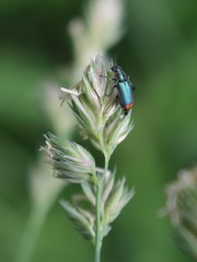 Malachius lusitanicus