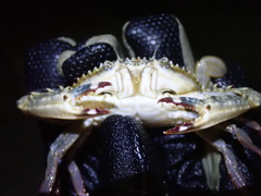 Achelous spinimanus