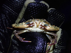 Achelous spinimanus