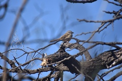 Rhynchospiza strigiceps