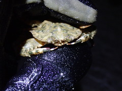 Achelous spinimanus