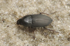 Anisodactylus rusticus