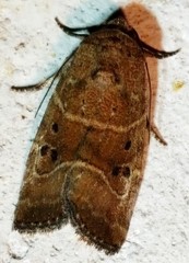 Elaphria fuscimacula