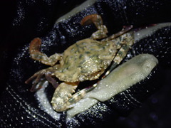 Achelous spinimanus