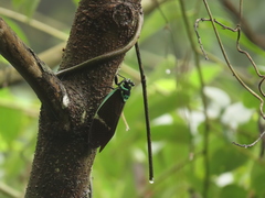 Formotosena seebohmi