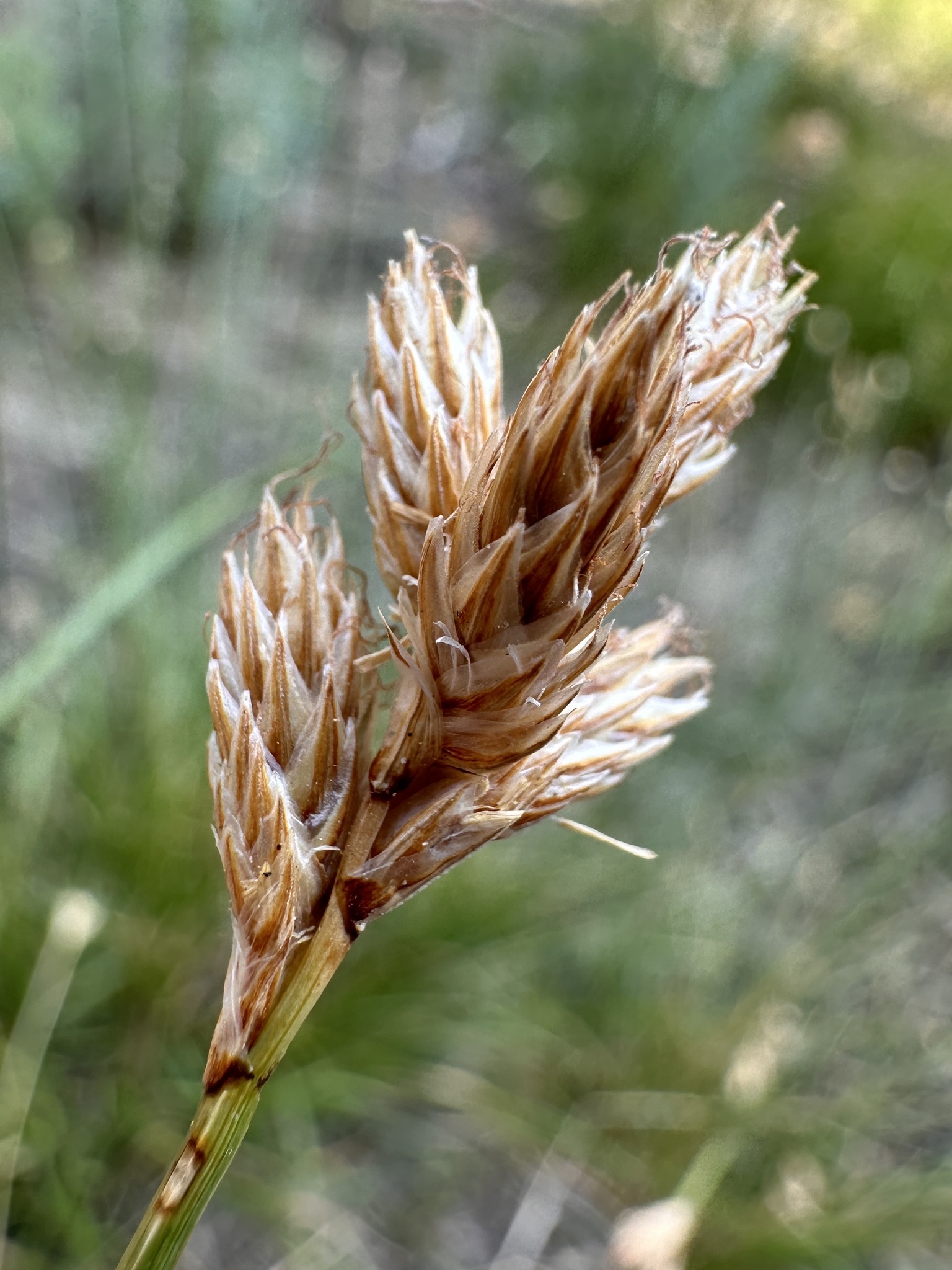 Carex leporina